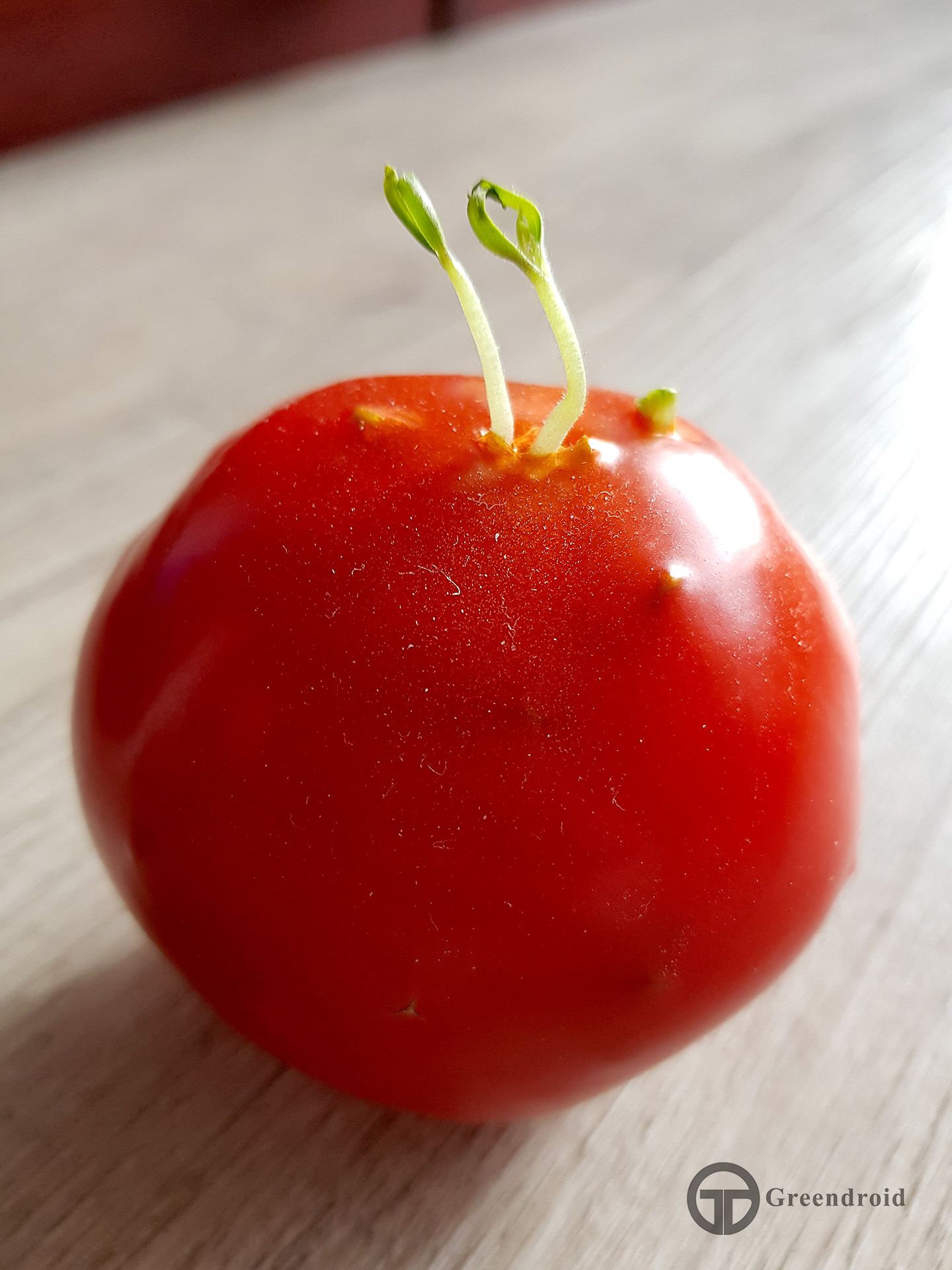 Keimende Tomate