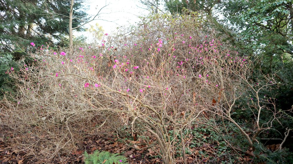 Rhododendron mucronulatum