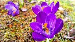Bienenfreundliche Pflanzen im März