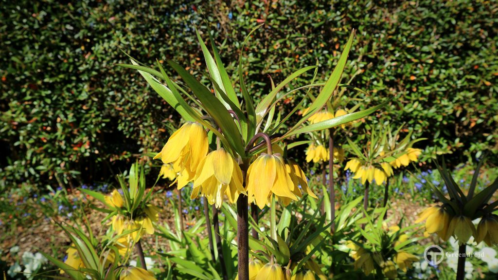 Fritillaria imperialis 'Early Passion'