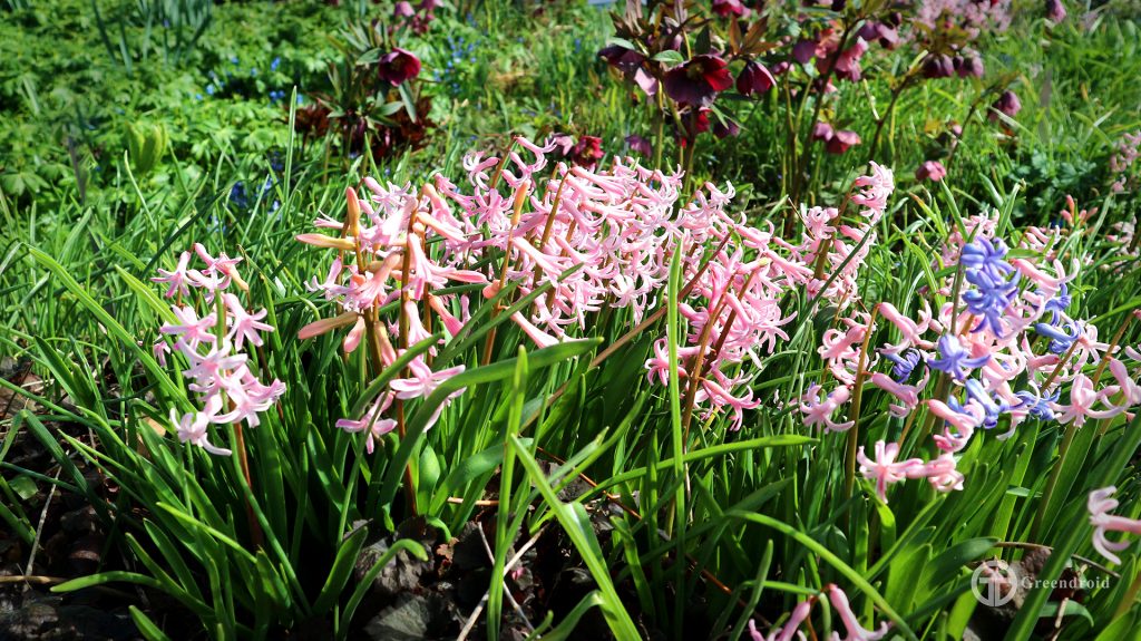 Hyacinthus 'Pink Festival'