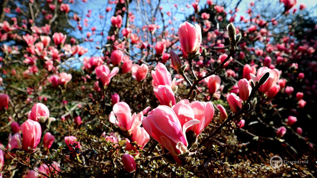 Magnolia sprengeri varietät diva