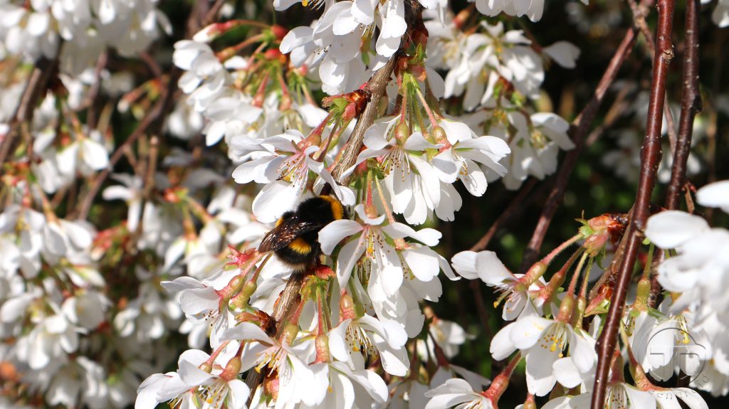 Bienenweide: Prunus subhirtella 'Pendula'