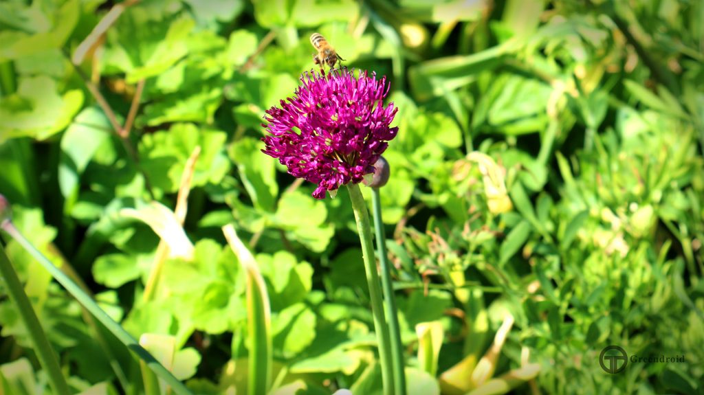 Allium carinatum ssp. pulchellum Album