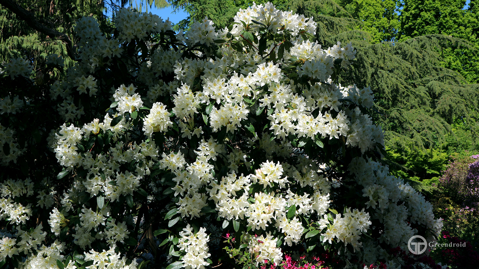 Rhododendron Hybride 'Cunningham's White' Blüte