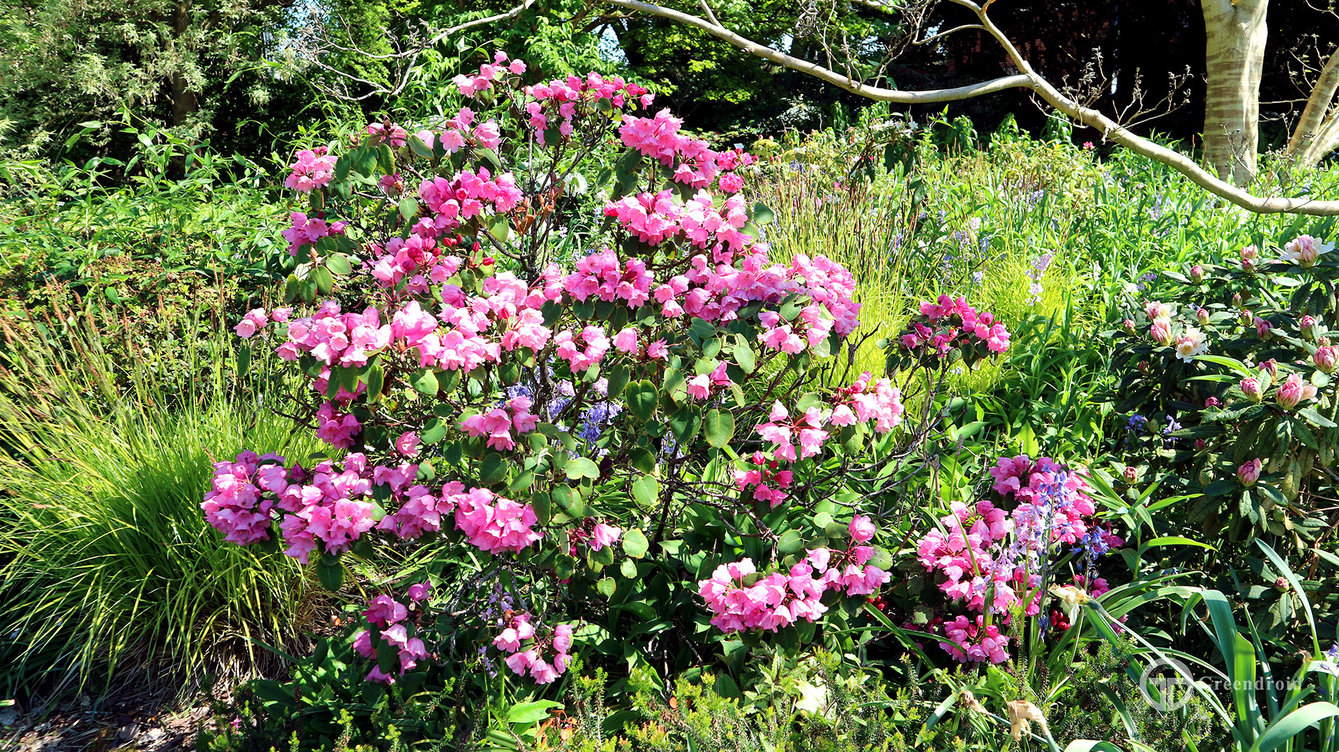 Rhododendron arbiculare