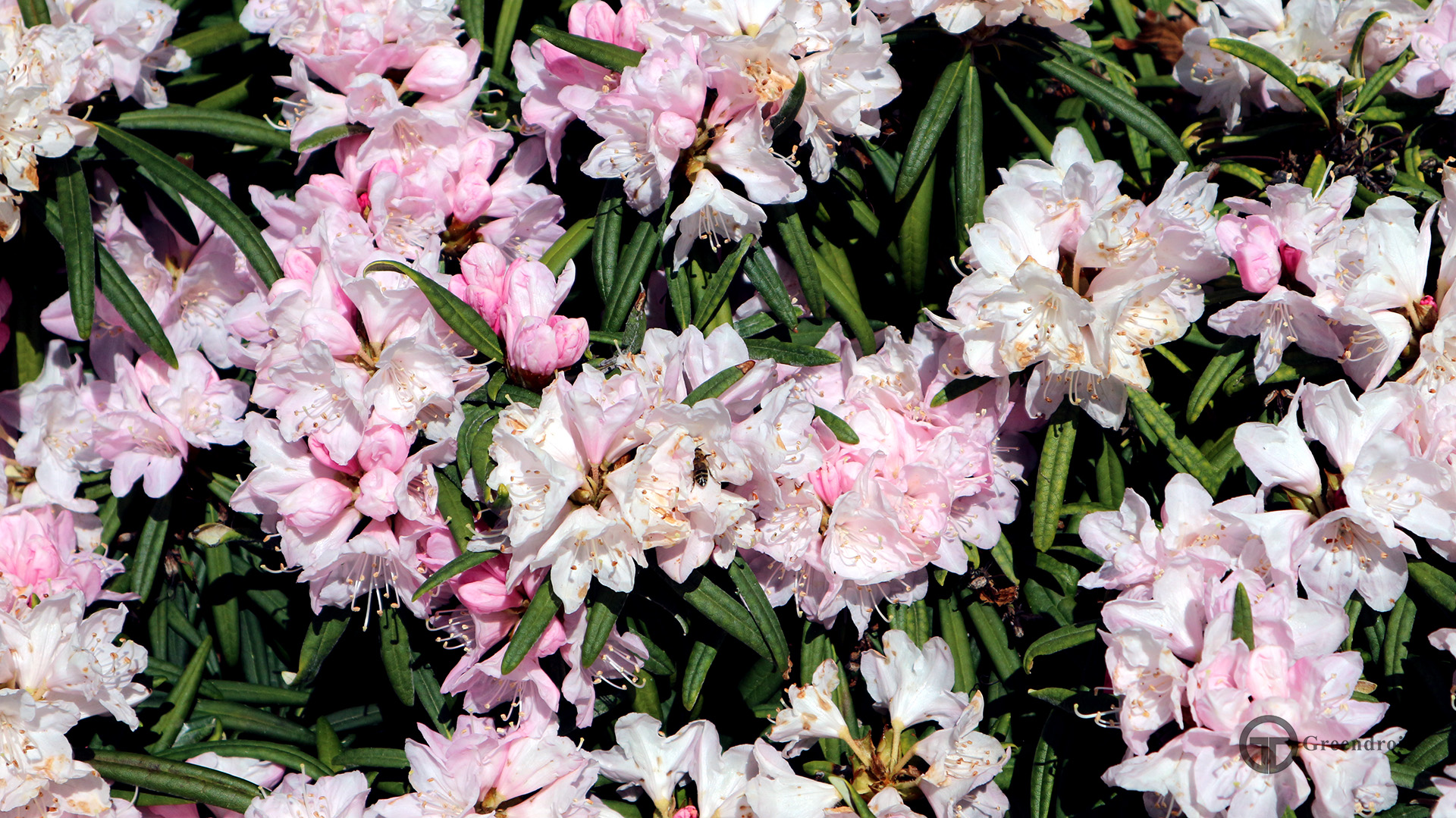 Rhododendron makinoi 'Fuju-kaku-no-matsu' Blüte