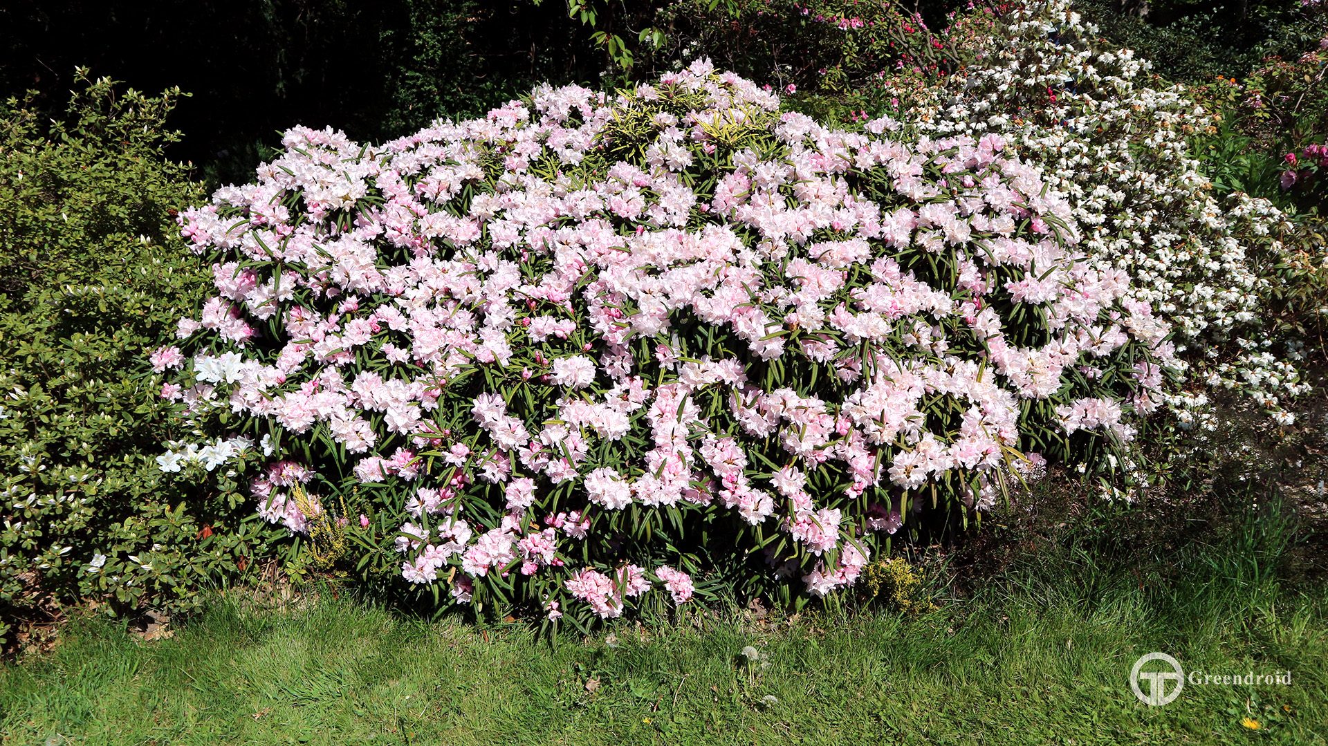 Rhododendron makinoi 'Fuju-kaku-no-matsu'
