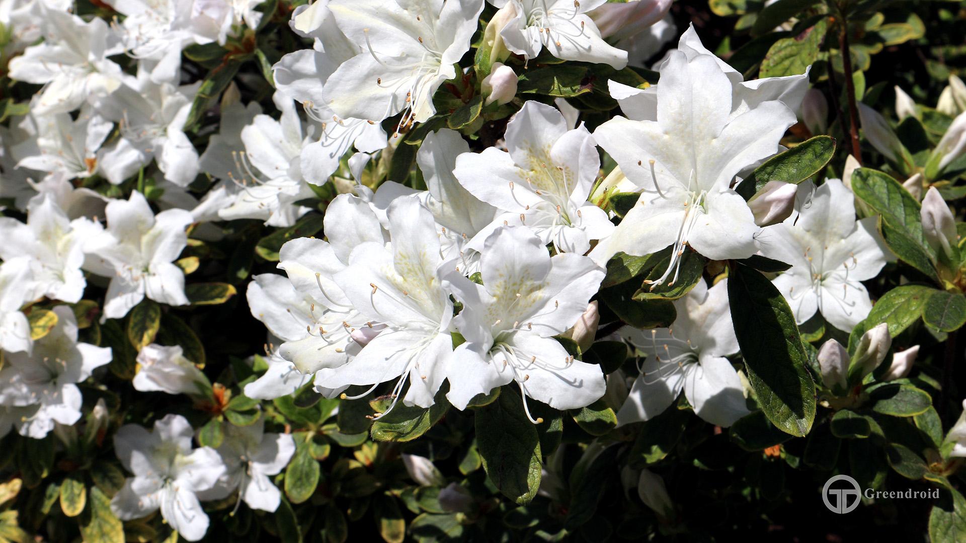 Rhododendron mucronatum 'Van Noordt' Blüte