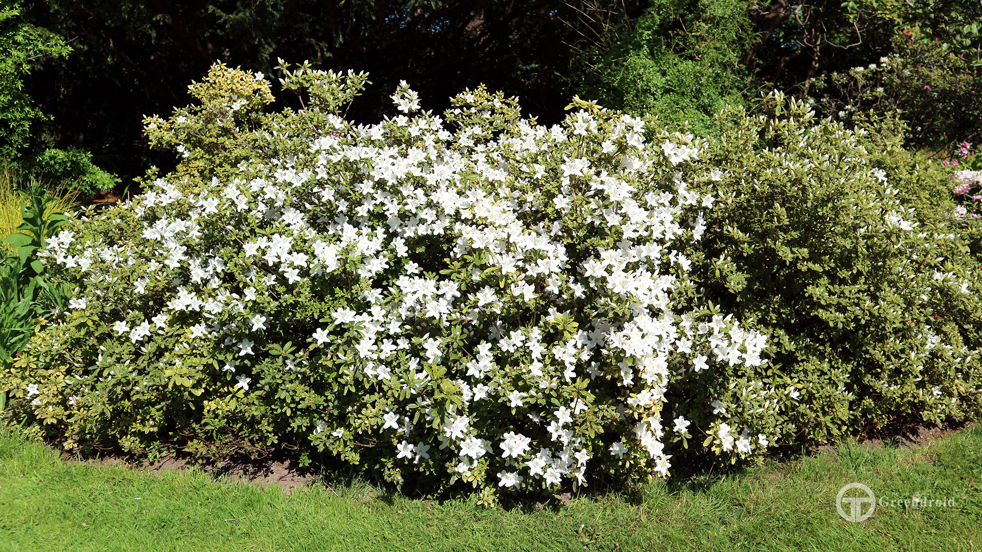 Rhododendron mucronatum 'Van Noordt'