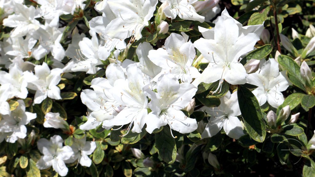 Rhododendron mucronatum 'Van Noordt'