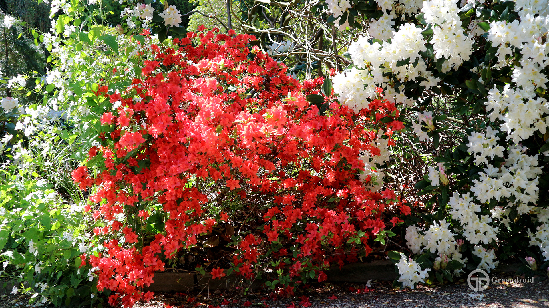 Rhododendron obtusum 'Kathleen'