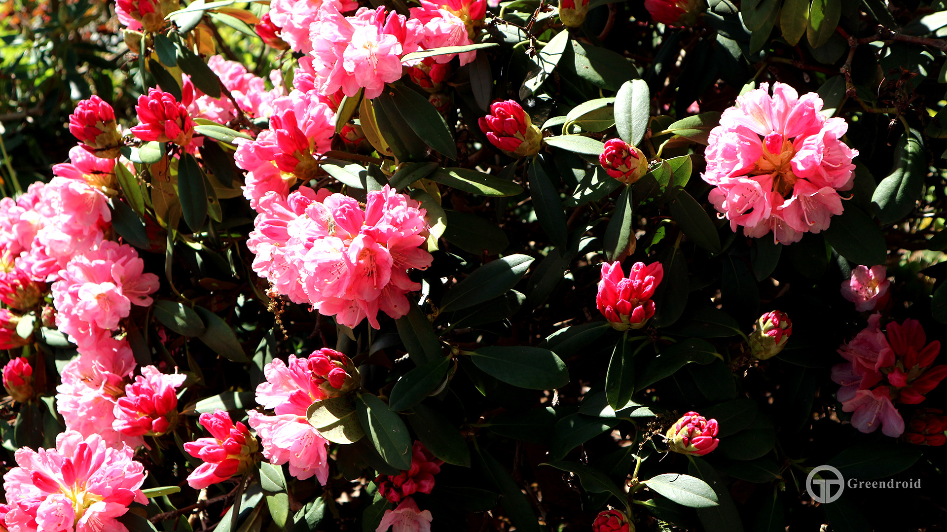 Rhododendron yakushimanum 'Emden' Blüte
