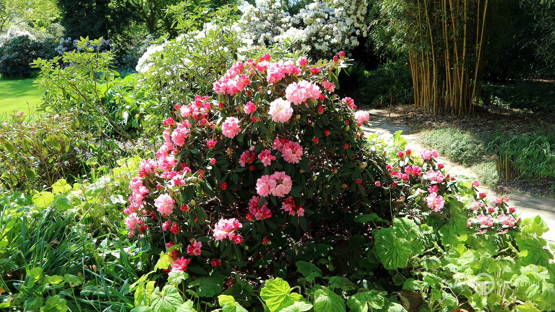 Rhododendron yakushimanum 'Emden'
