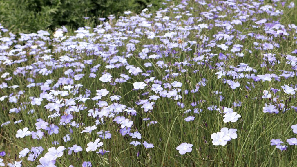 Linum narbonense