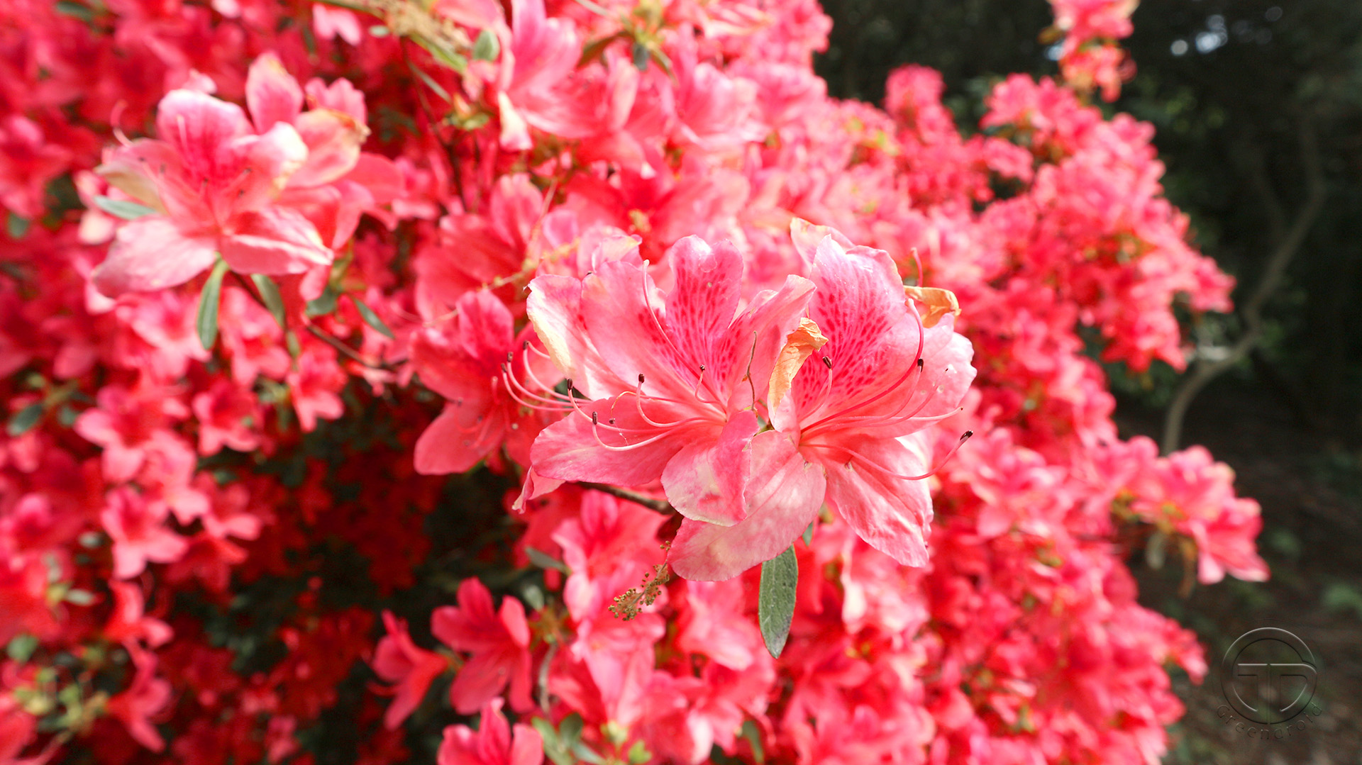 Rhododendron kaempferi 'John Cairns'