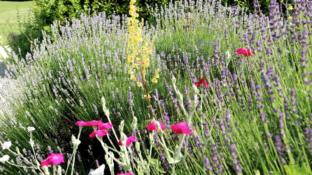 Santolina, Lavandula, Allium, Lychnis, Verbascum