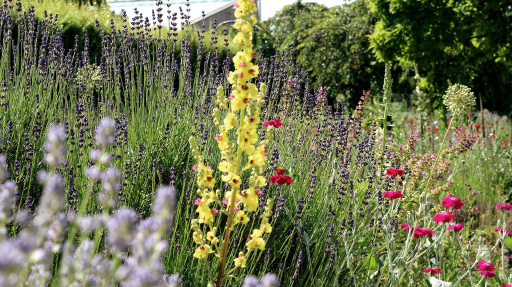 Santolina, Lavandula, Allium, Lychnis, Verbascum