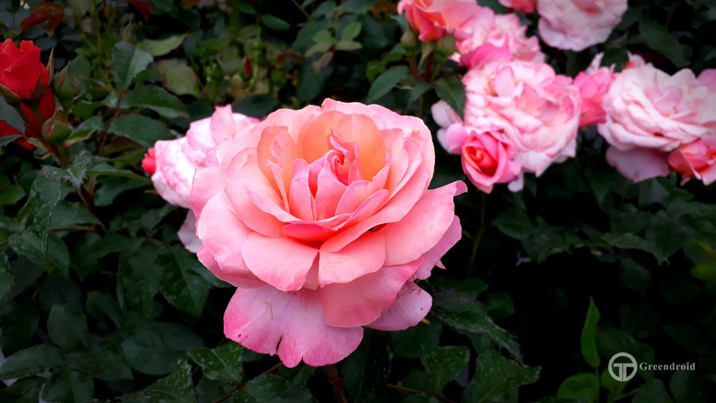 Rosa 'Lovely Romanza'