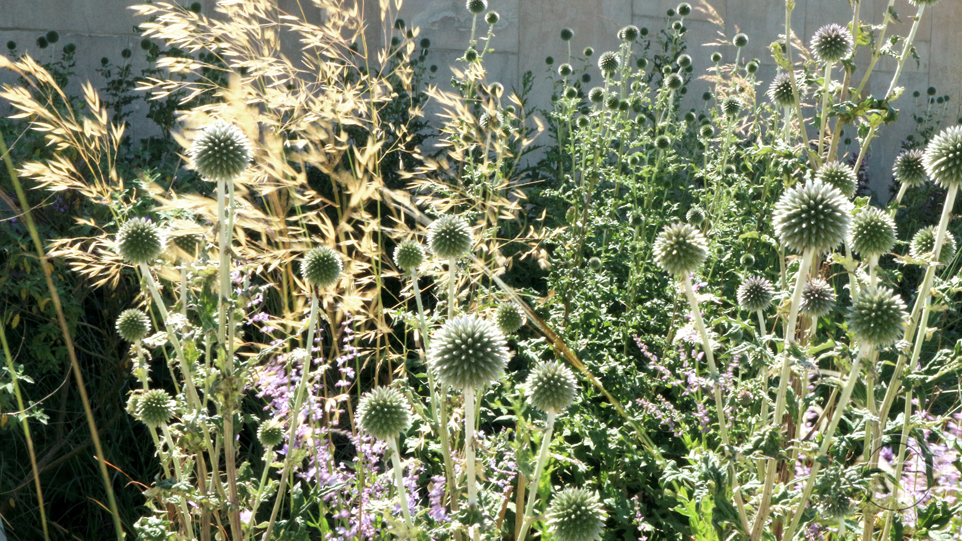 Echinops, Stipa, Acanthus und Allium