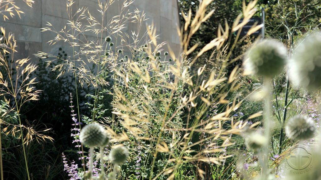 Echinops, Stipa, Acanthus und Allium