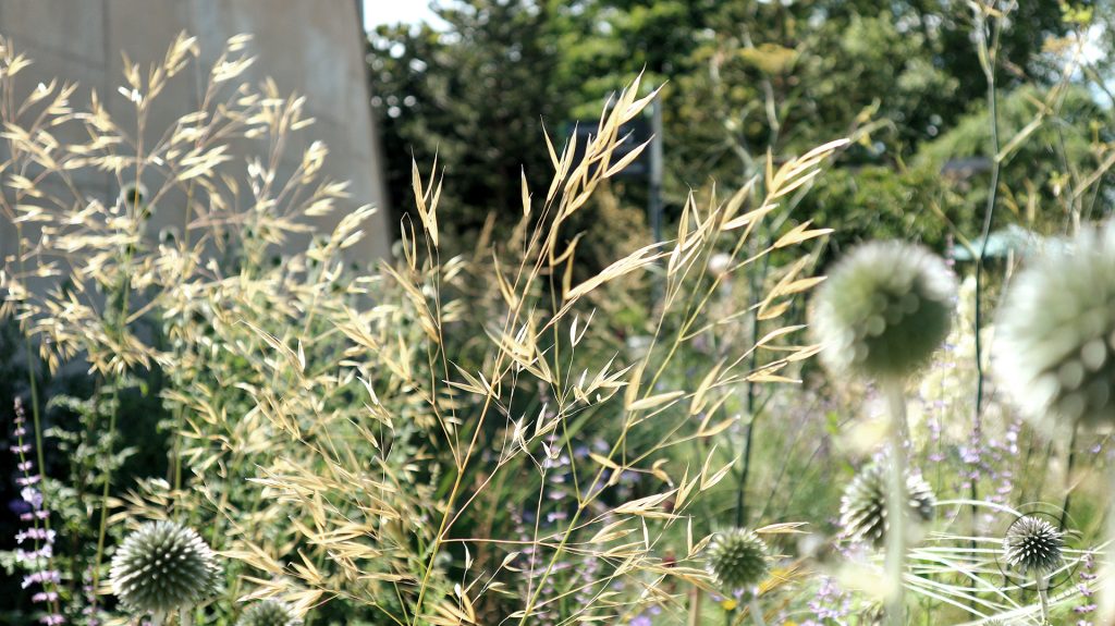 Echinops, Stipa, Acanthus und Allium