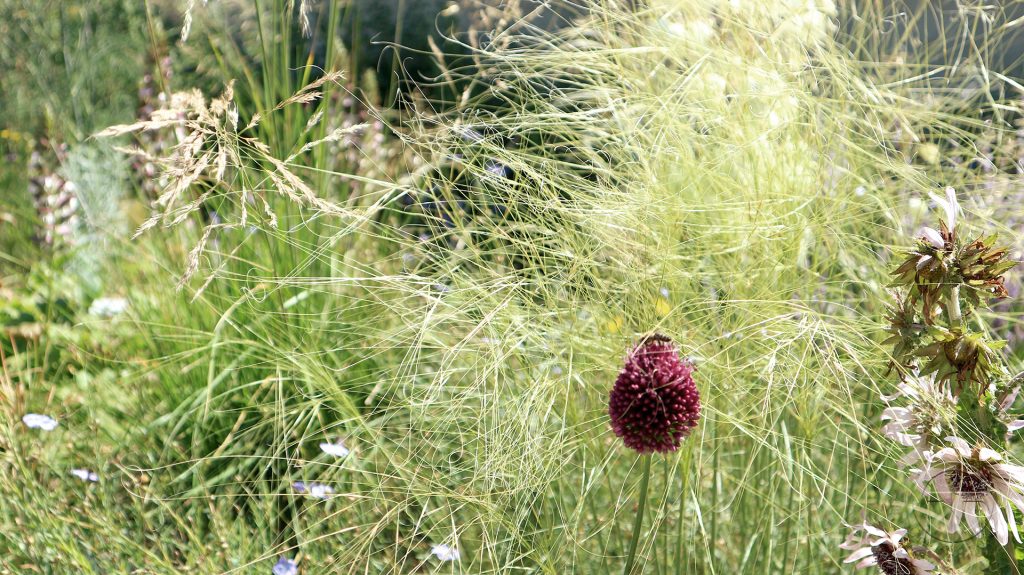 Allium sphaerocephalon