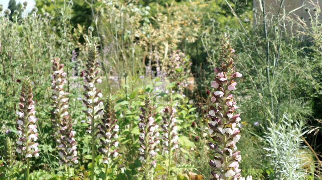 Acanthus hungaricus für trockenen Boden