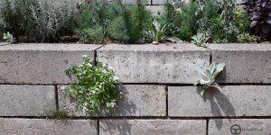Mauerbepflanzung