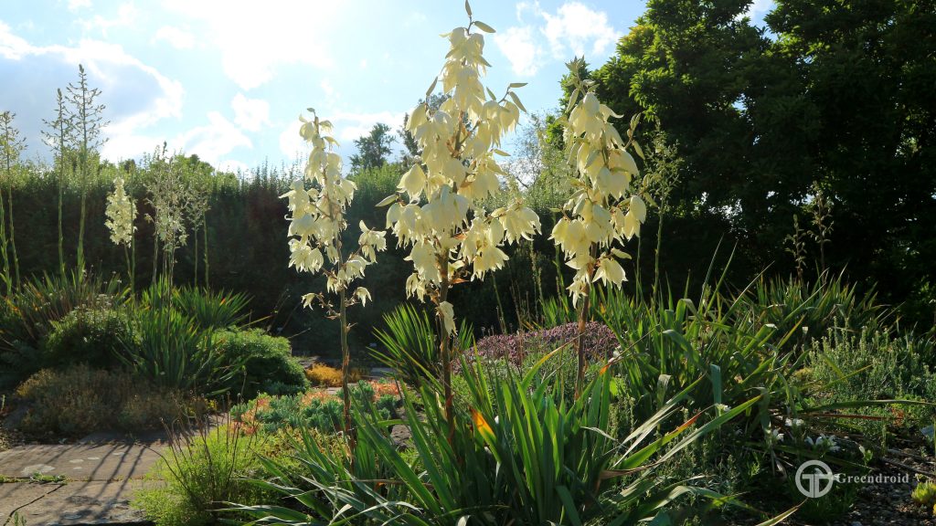 Yucca filamentosa