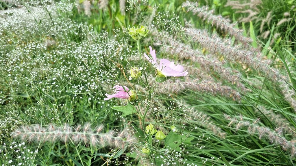 Lavatera, Pennisetum und Gypsophila