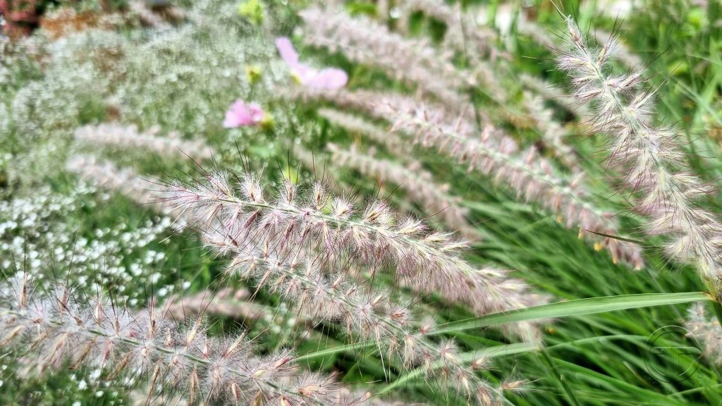 Lavatera, Pennisetum und Gypsophila