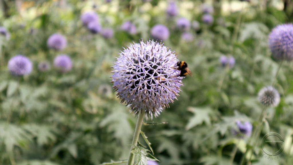 Echinops ritro 'Veitchs Blue'