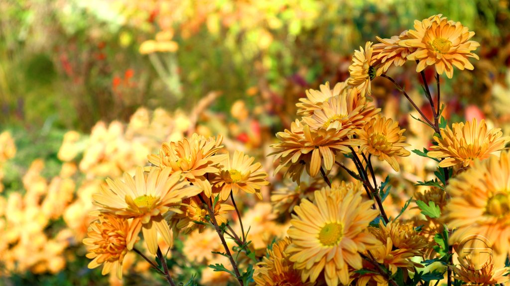 Chrysanthemum 'Kleiner Bernstein'