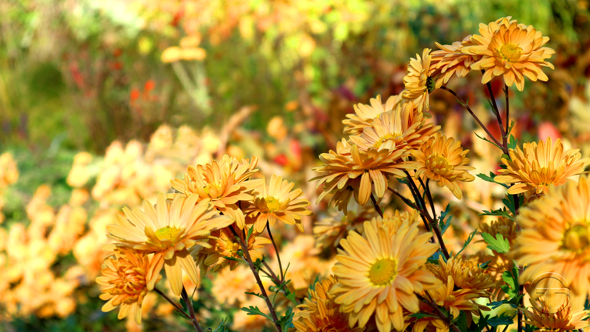 Chrysanthemum 'Kleiner Bernstein'