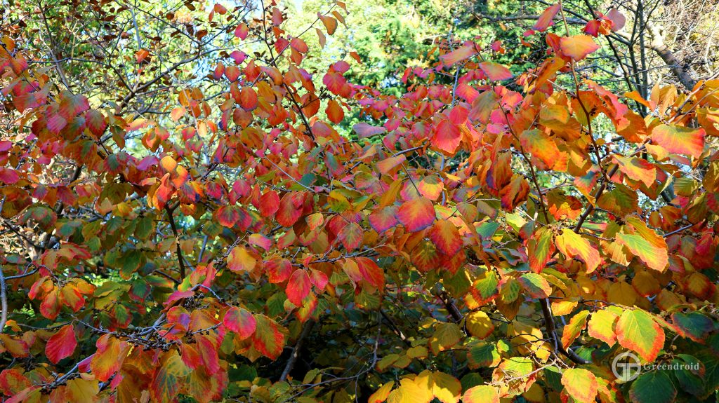 Hamamelis x intermedia 'Pallida' Herbstfärbung