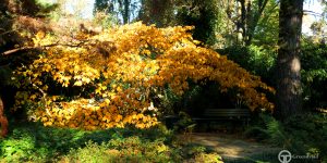 Hamamelis x intermedia 'Pallida' Herbstfärbung