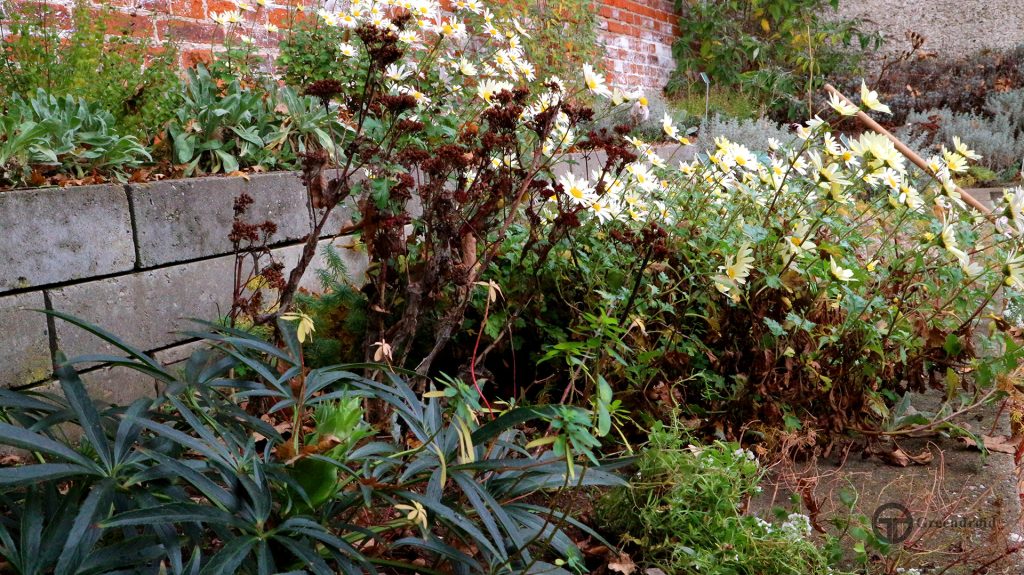 Arctanthemum, Euphorbia un Sedum