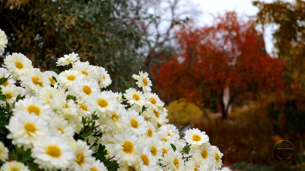 Chrysanthemum Indicum-Hybride 'Poesie'