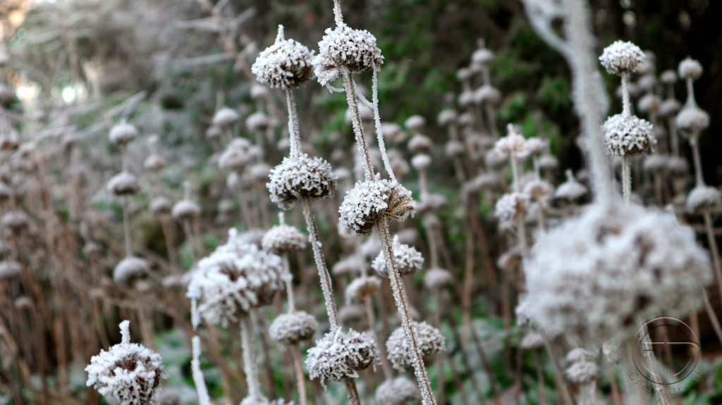 Phlomis russeliana im Winter