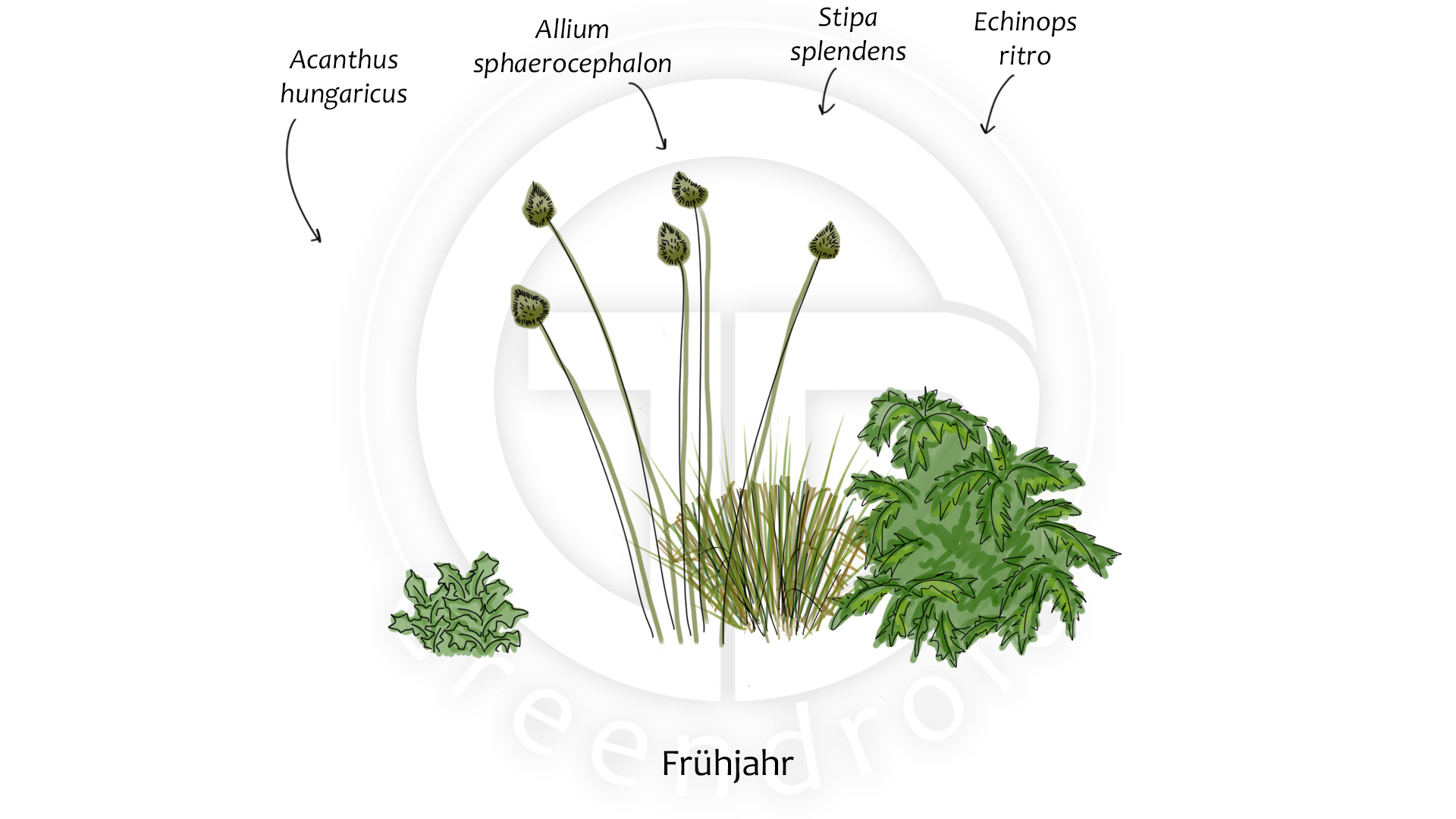 Acanthus, Allium, Echinops und Stipa im Frühjahr