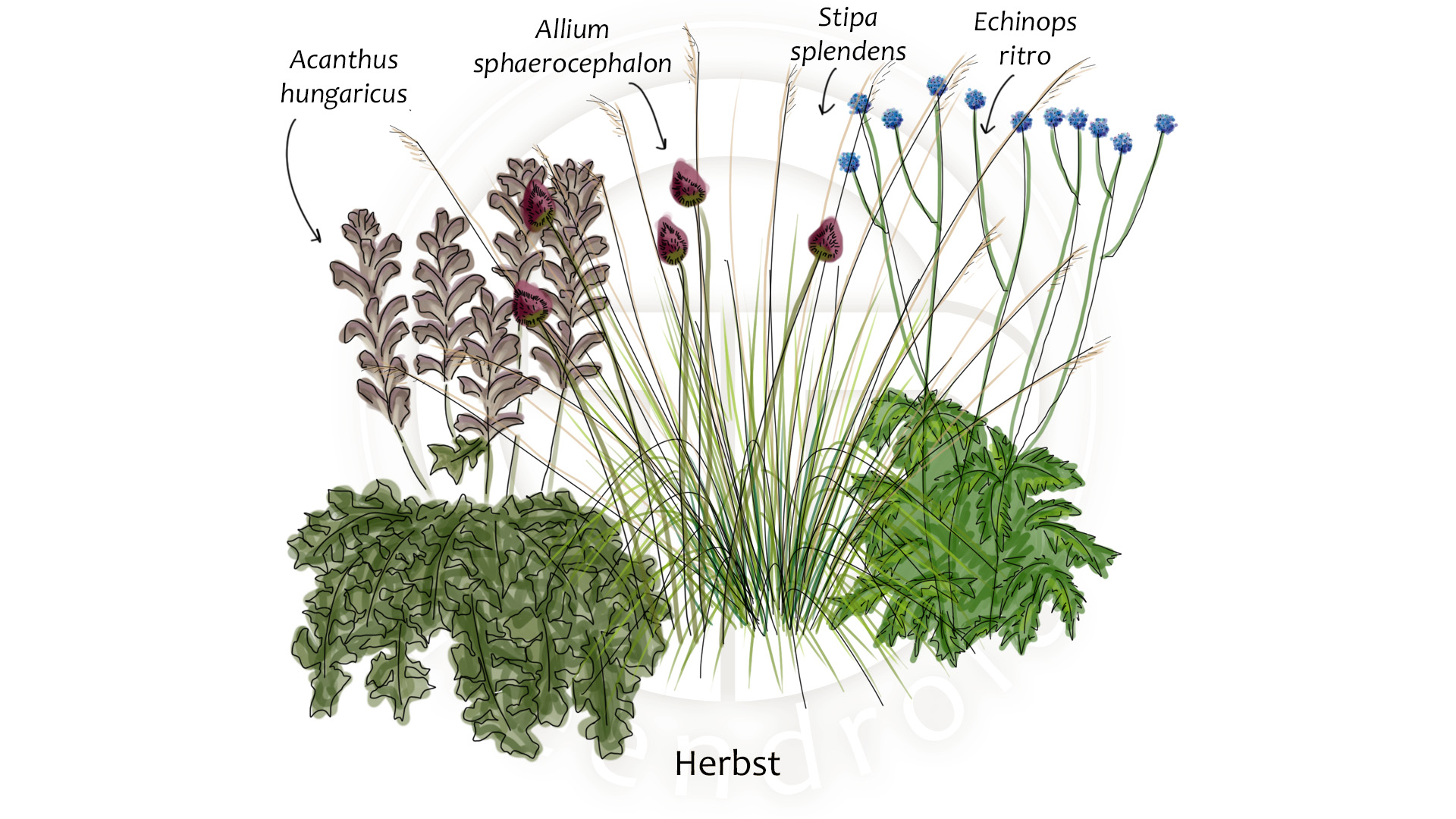 Acanthus, Allium, Echinops und Stipa im Herbst