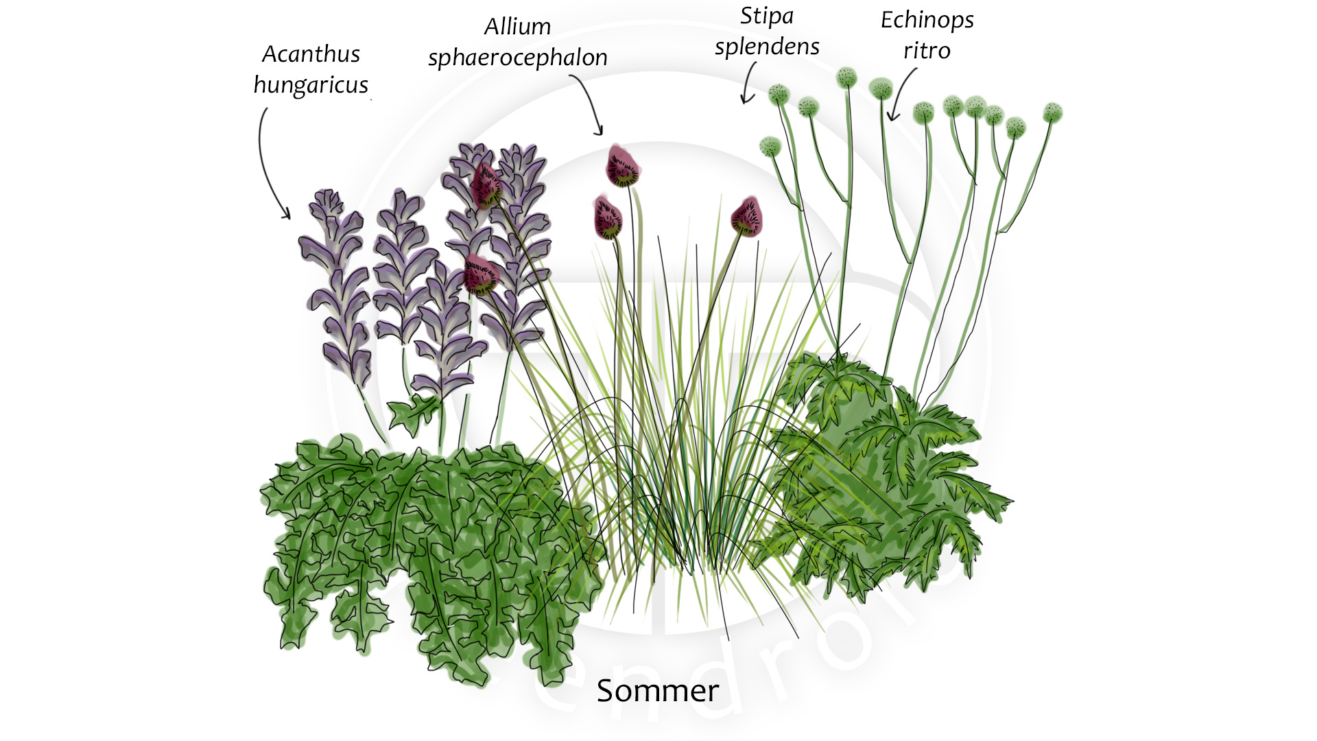 Acanthus, Allium, Echinops und Stipa im Sommer