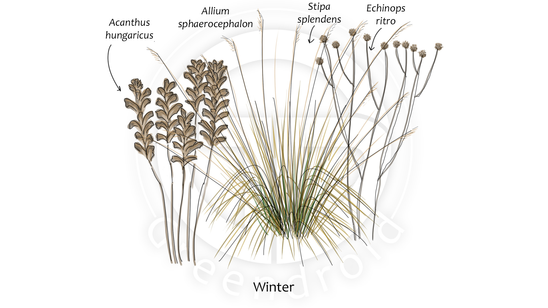 Acanthus, Allium, Echinops und Stipa im Winter