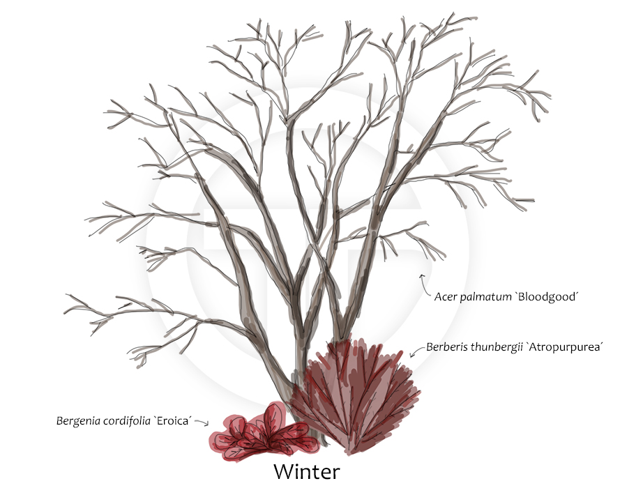 Acer, Berberis und Bergenia im Winter
