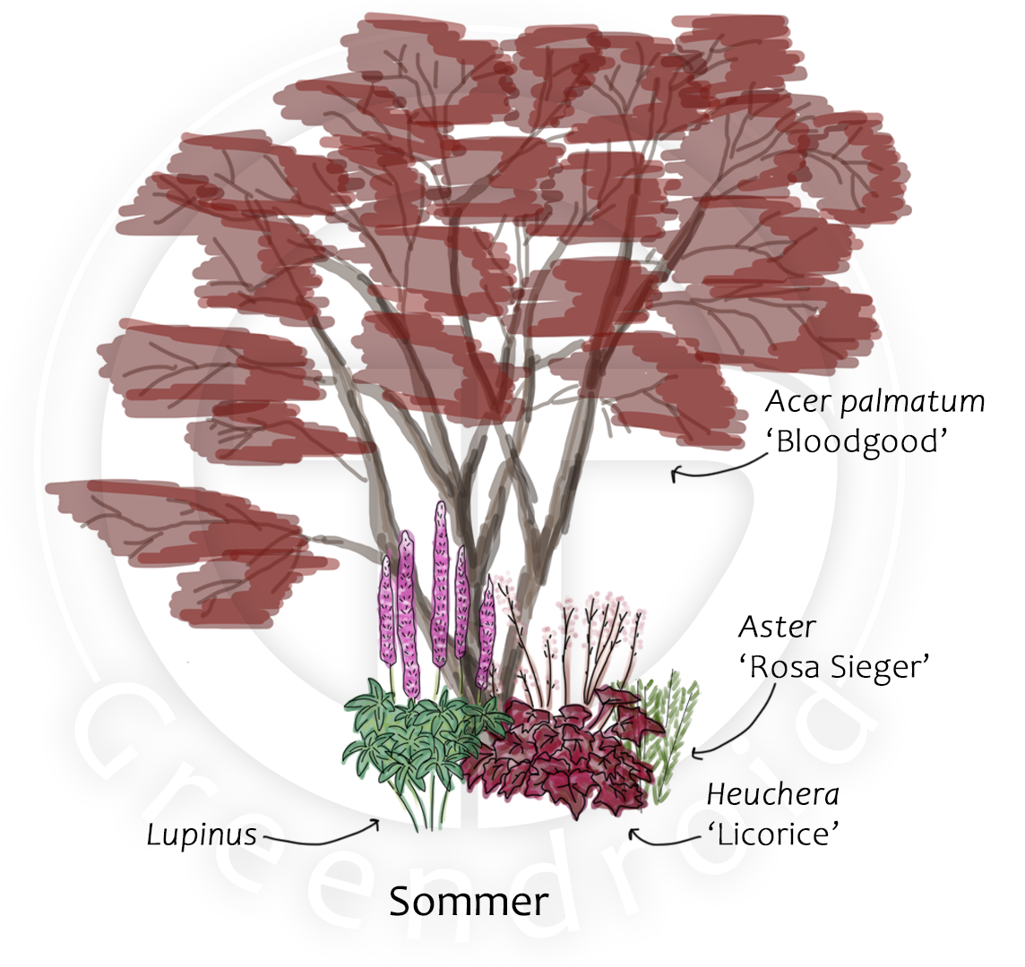 Acer, Lupinus und Heuchera im Sommer