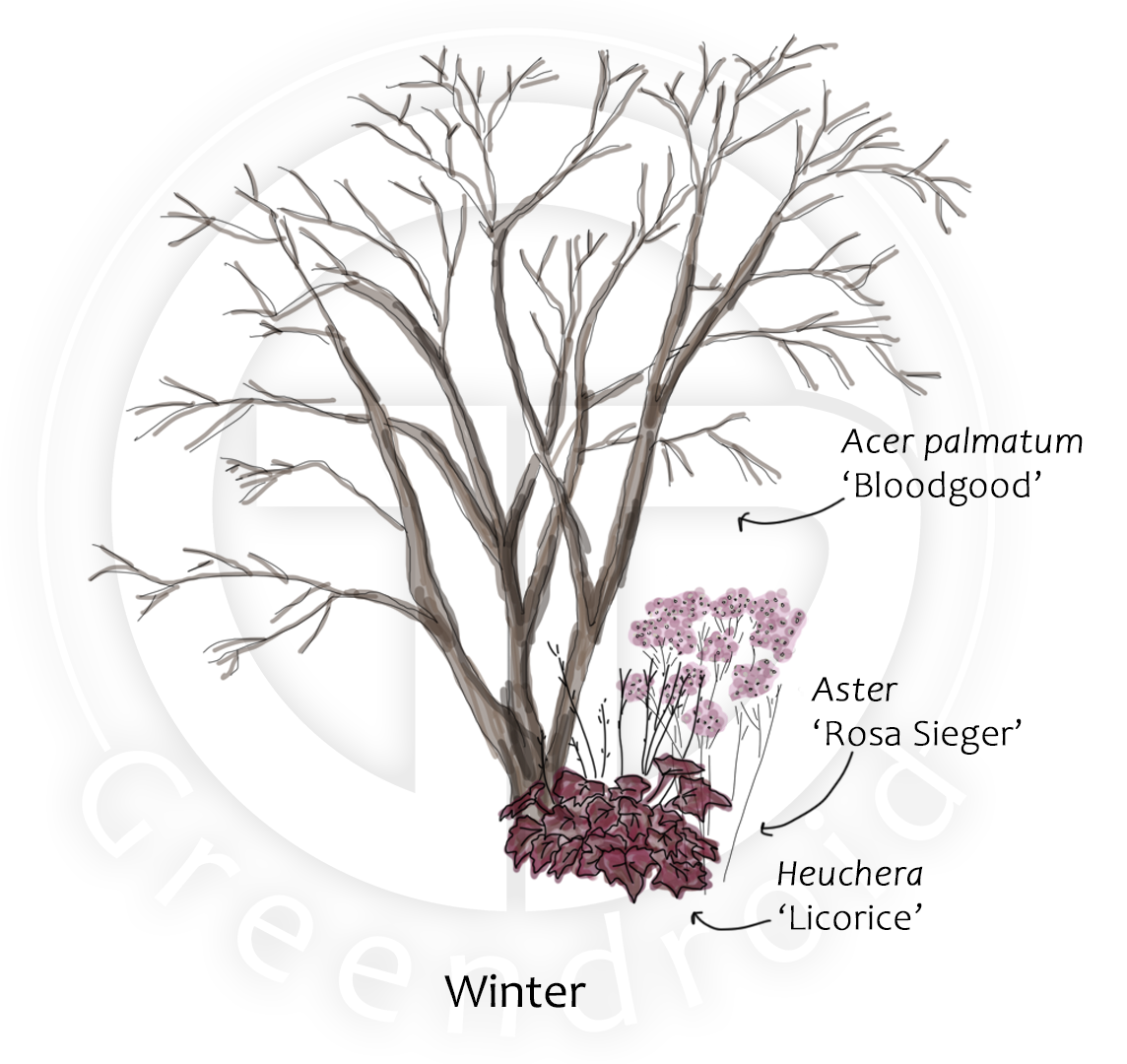 Acer, Lupinus und Heuchera im Winter