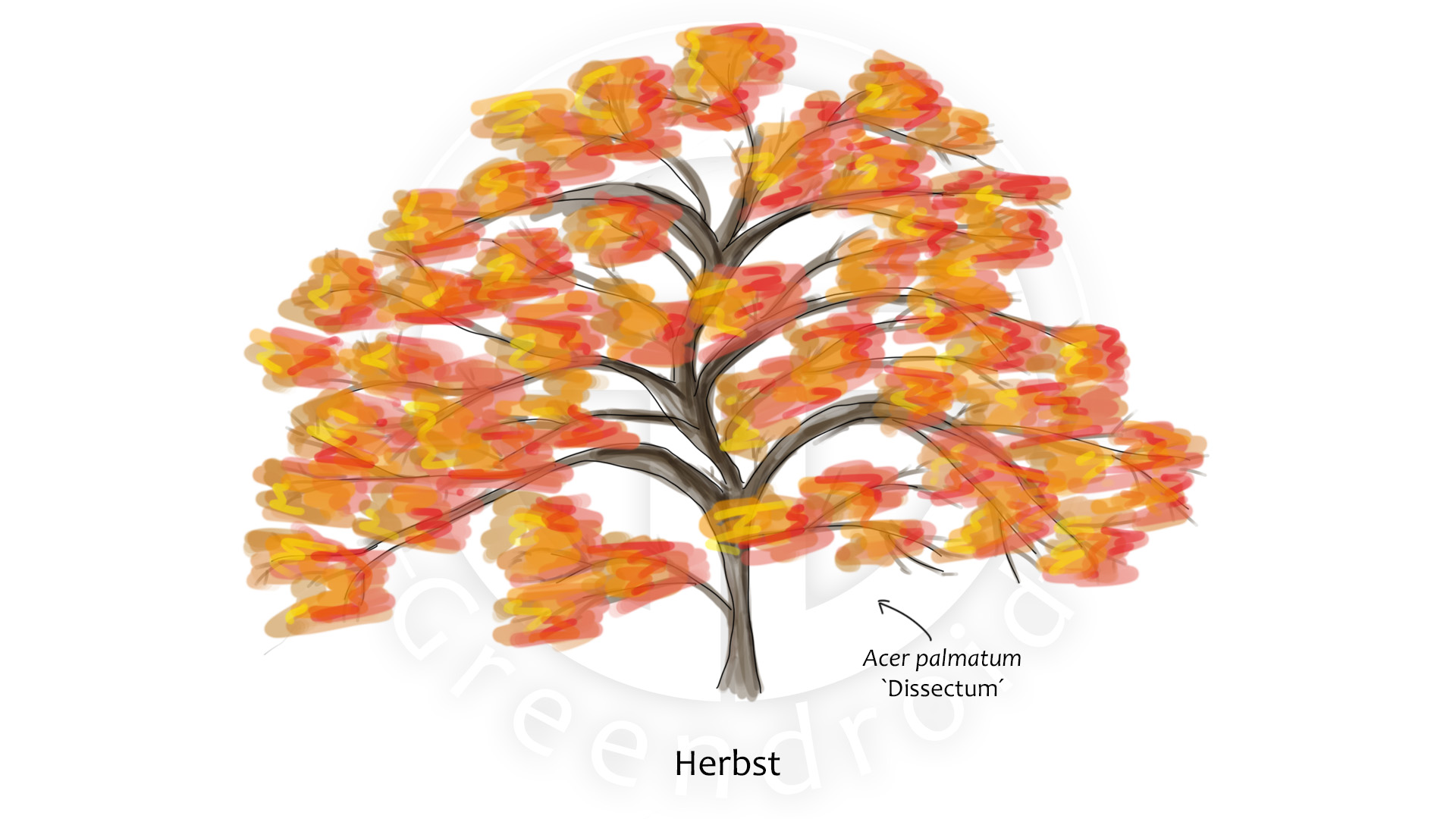 Acer palmatum `Dissectum´ im Herbst