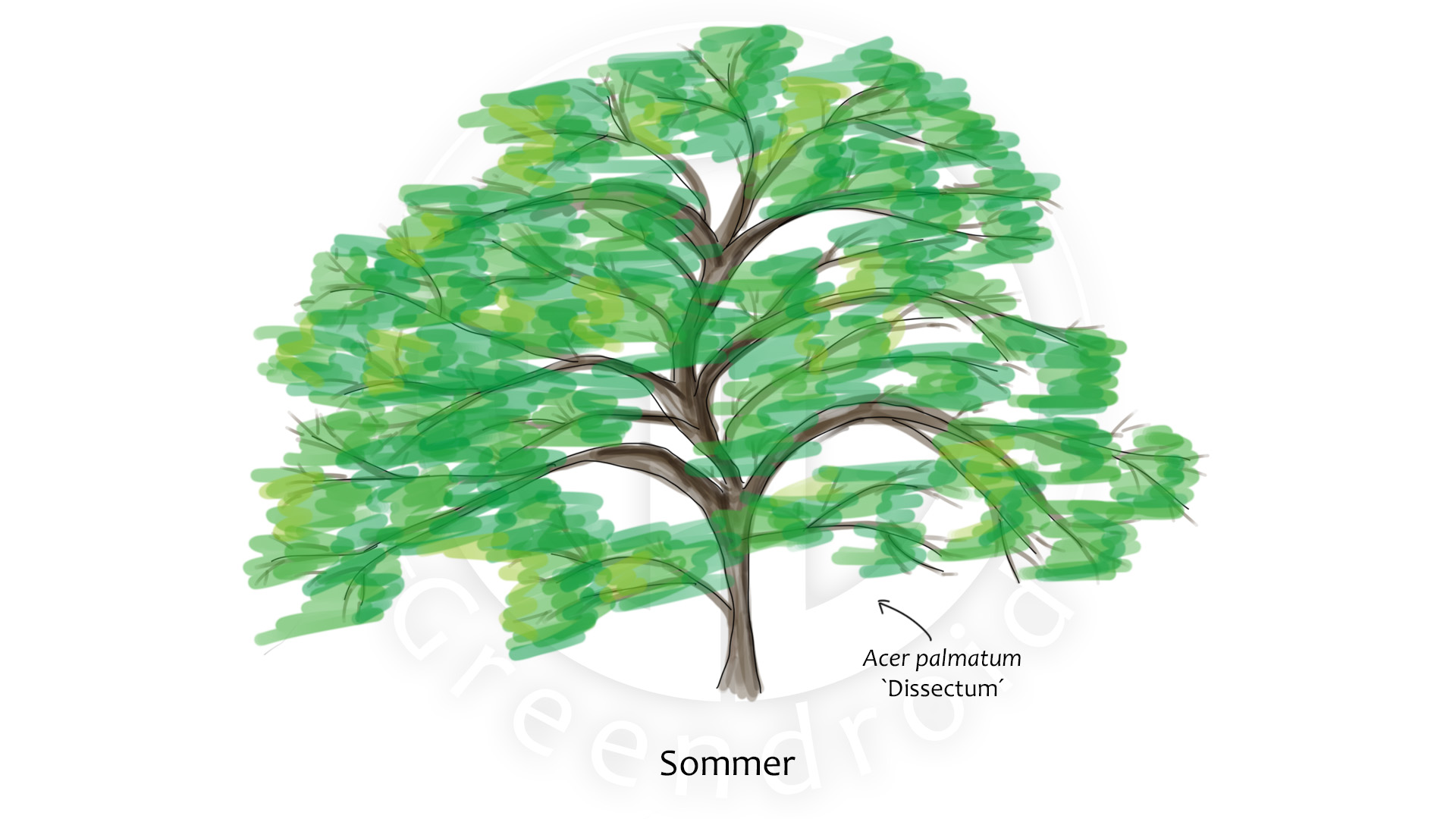 Acer palmatum `Dissectum´ im Sommer