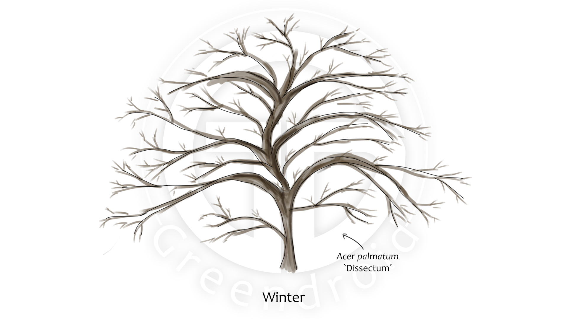 Acer palmatum `Dissectum´ im Winter